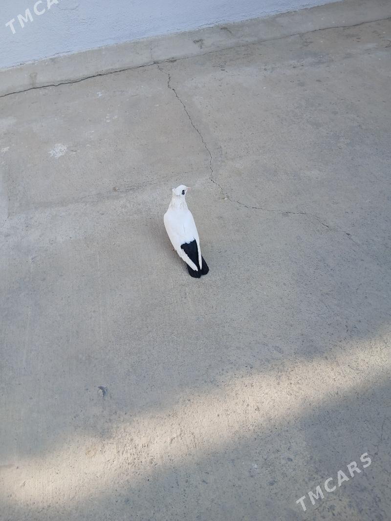 kepderi - Ашхабад - img 2