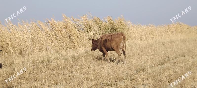 bogaz.sygyr - Bäherden - img 3