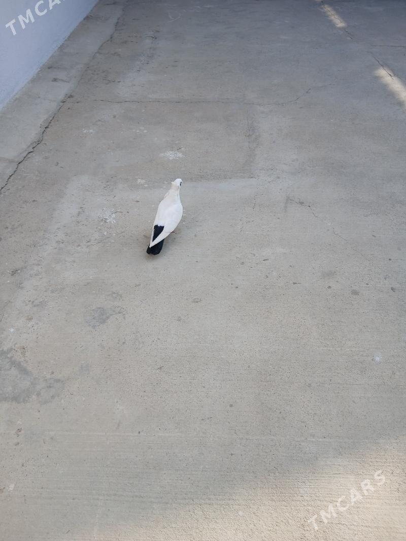 kepderi - Ашхабад - img 4