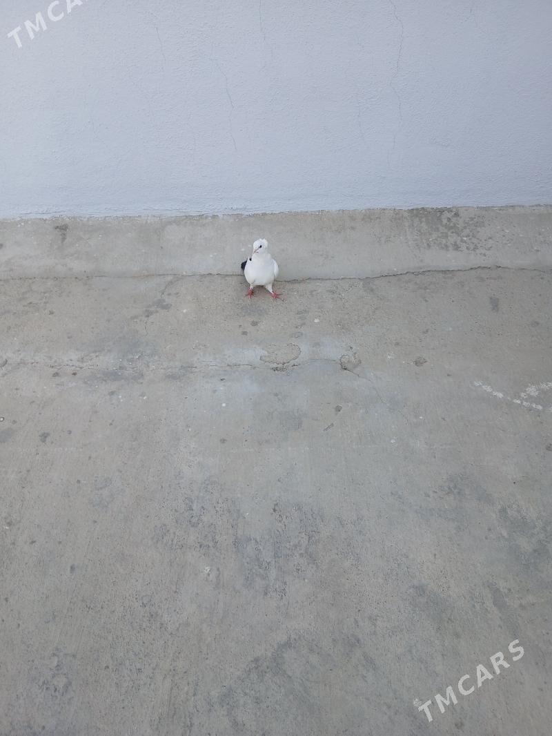 kepderi - Ашхабад - img 3