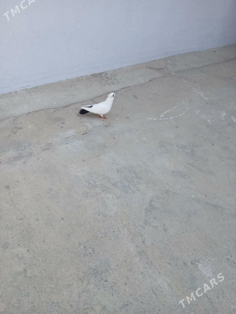 kepderi - Ашхабад - img 5