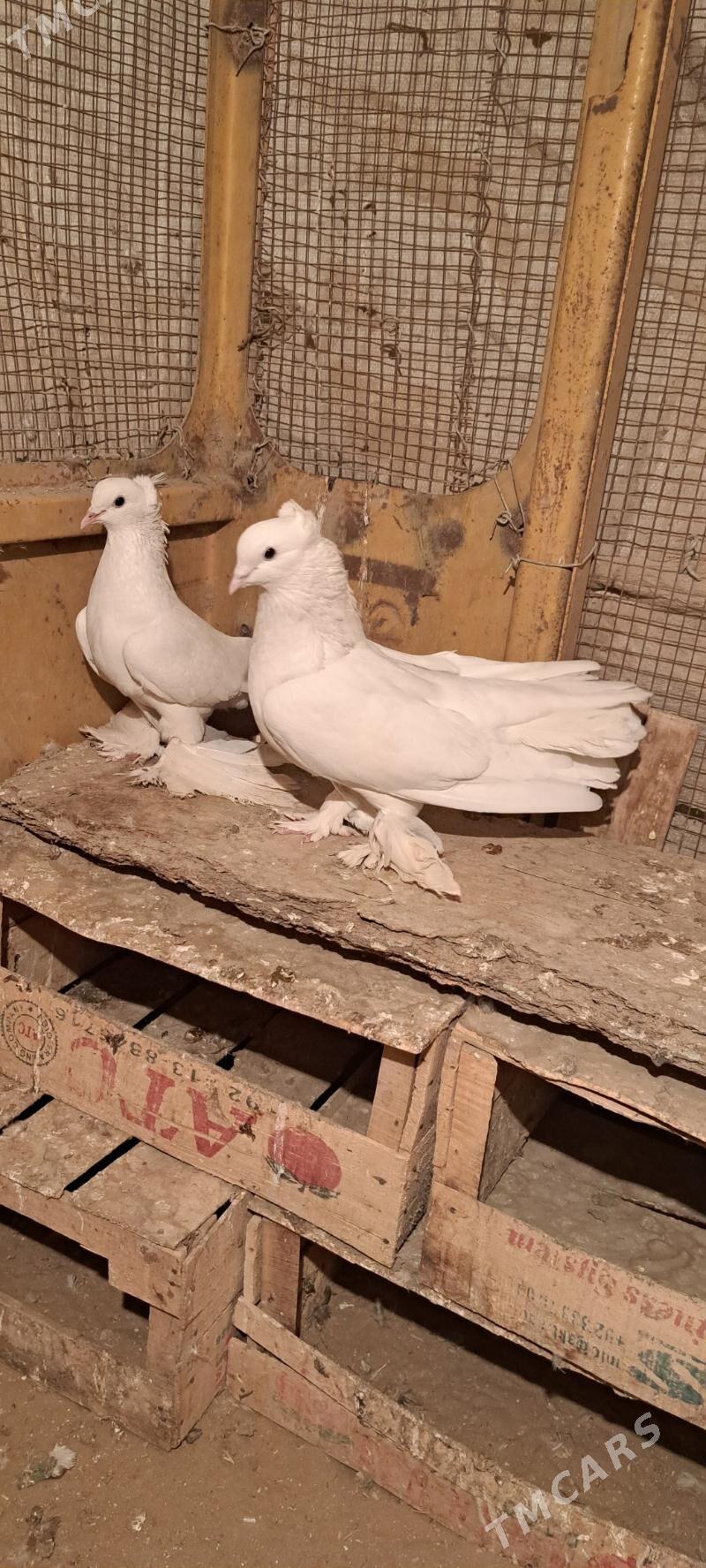 kepderi - Мары - img 7