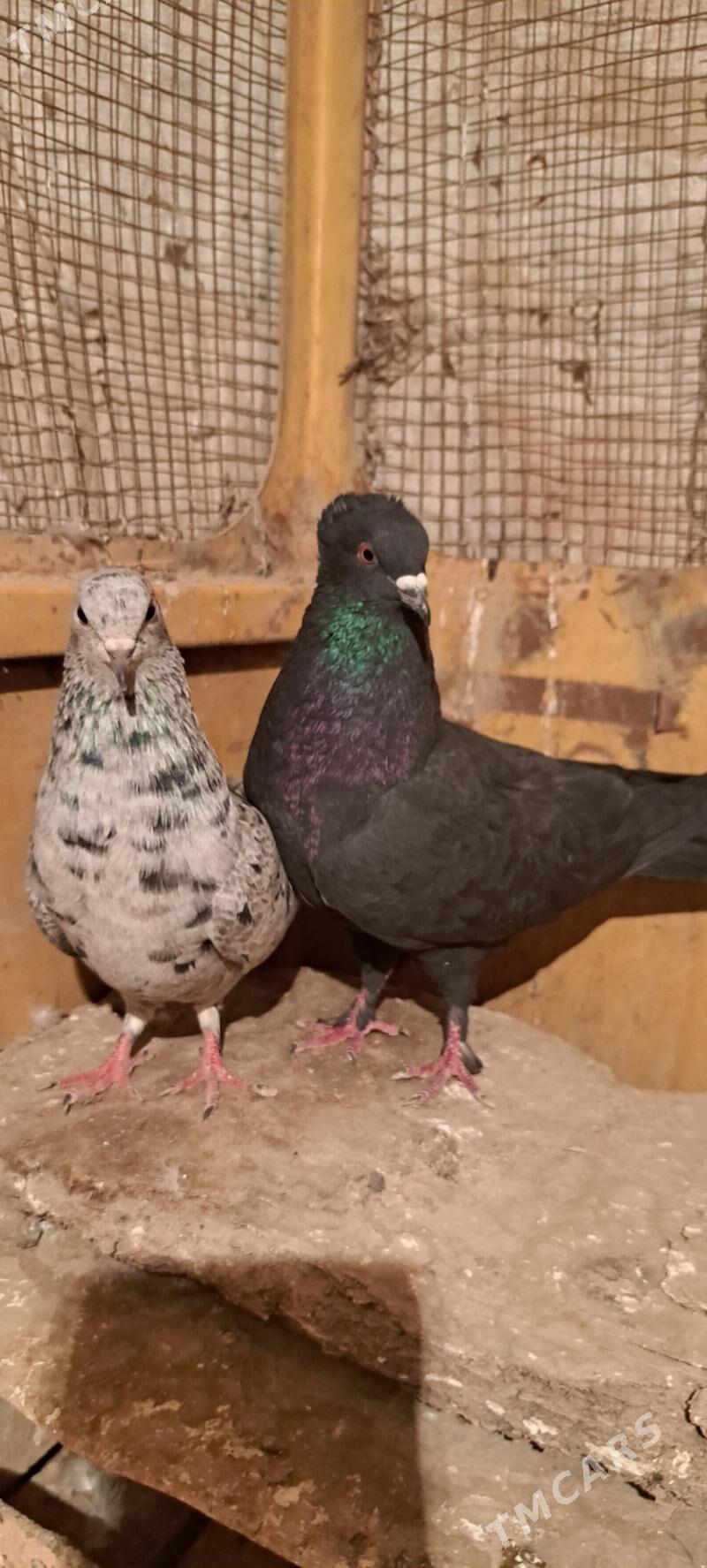 kepderi - Мары - img 2