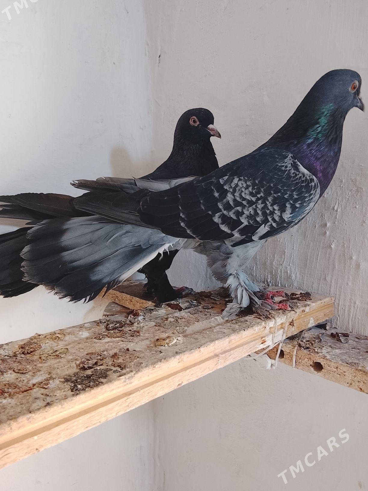 Kepderi - Mary - img 5