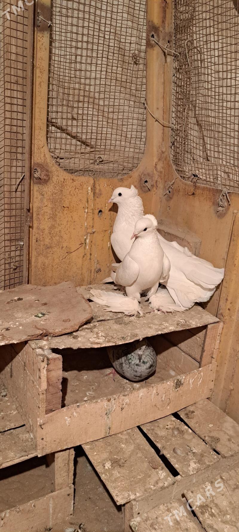 kepderi - Мары - img 10