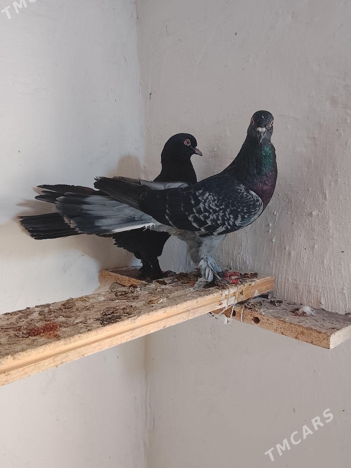 Kepderi - Mary - img 7