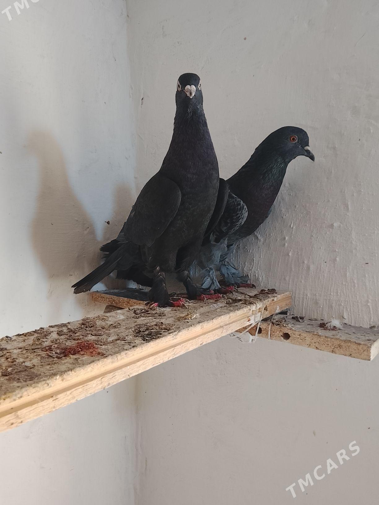 Kepderi - Mary - img 4