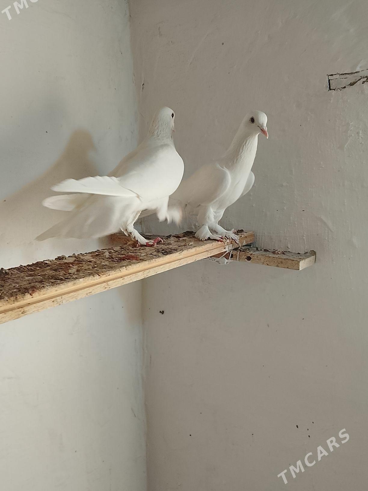 Kepderi - Mary - img 3