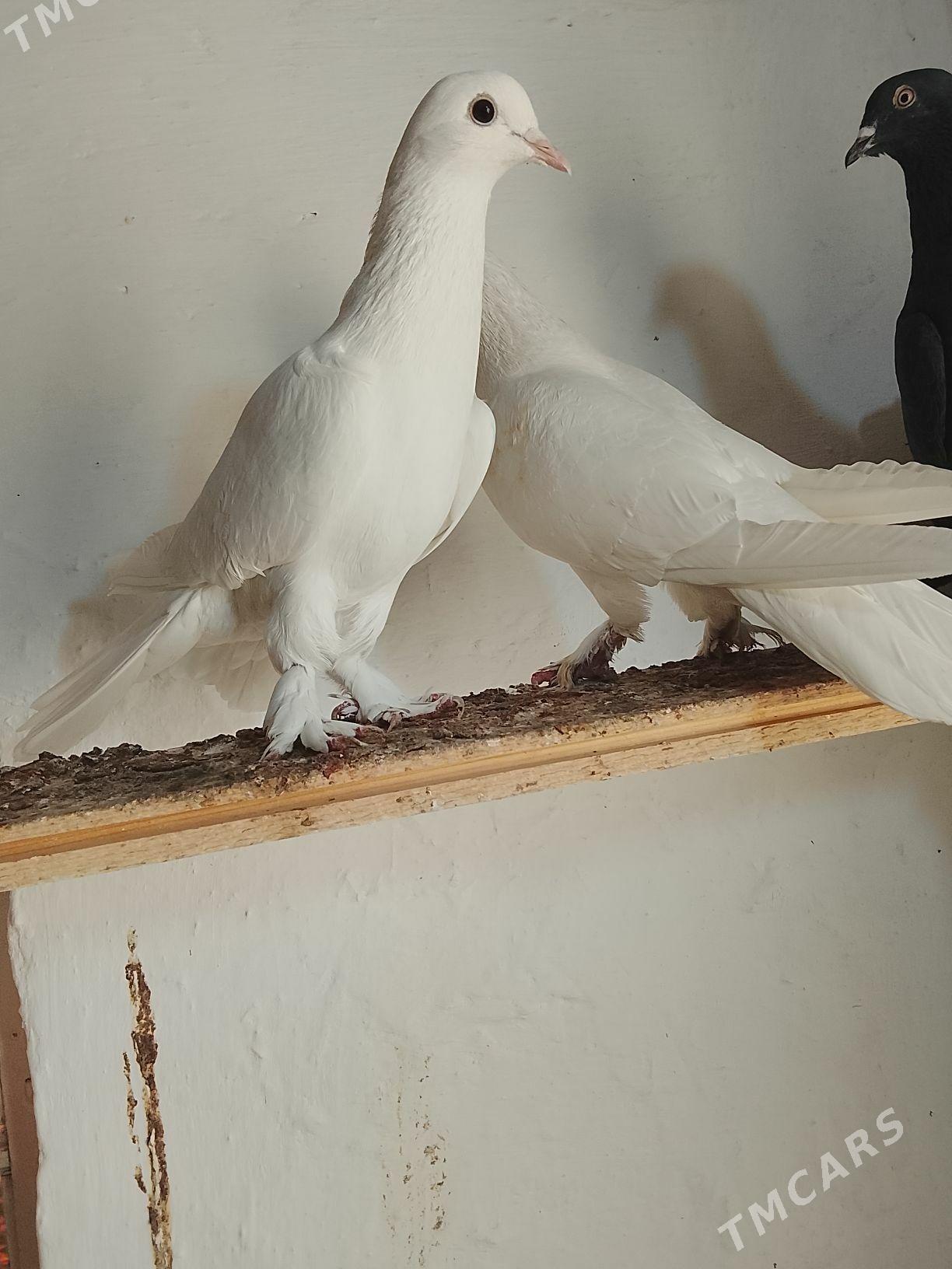 Kepderi - Mary - img 5