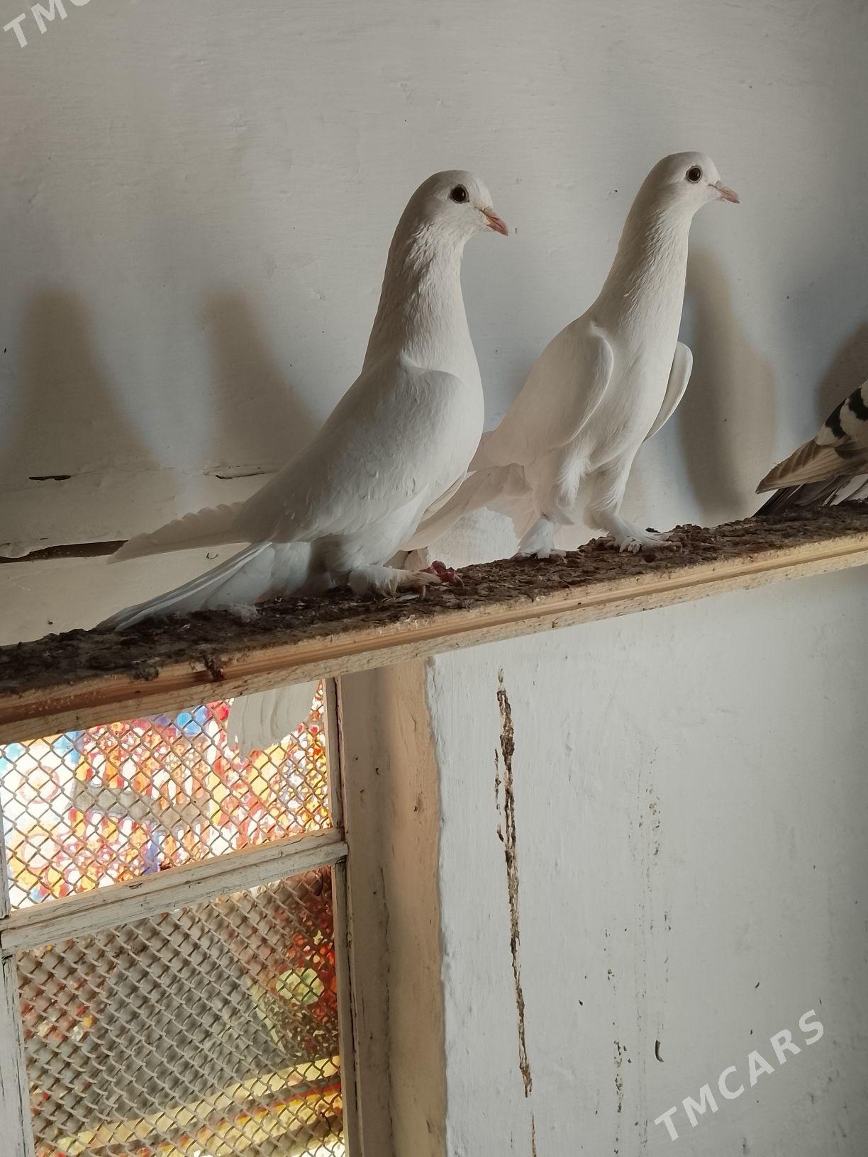 Kepderi - Mary - img 10