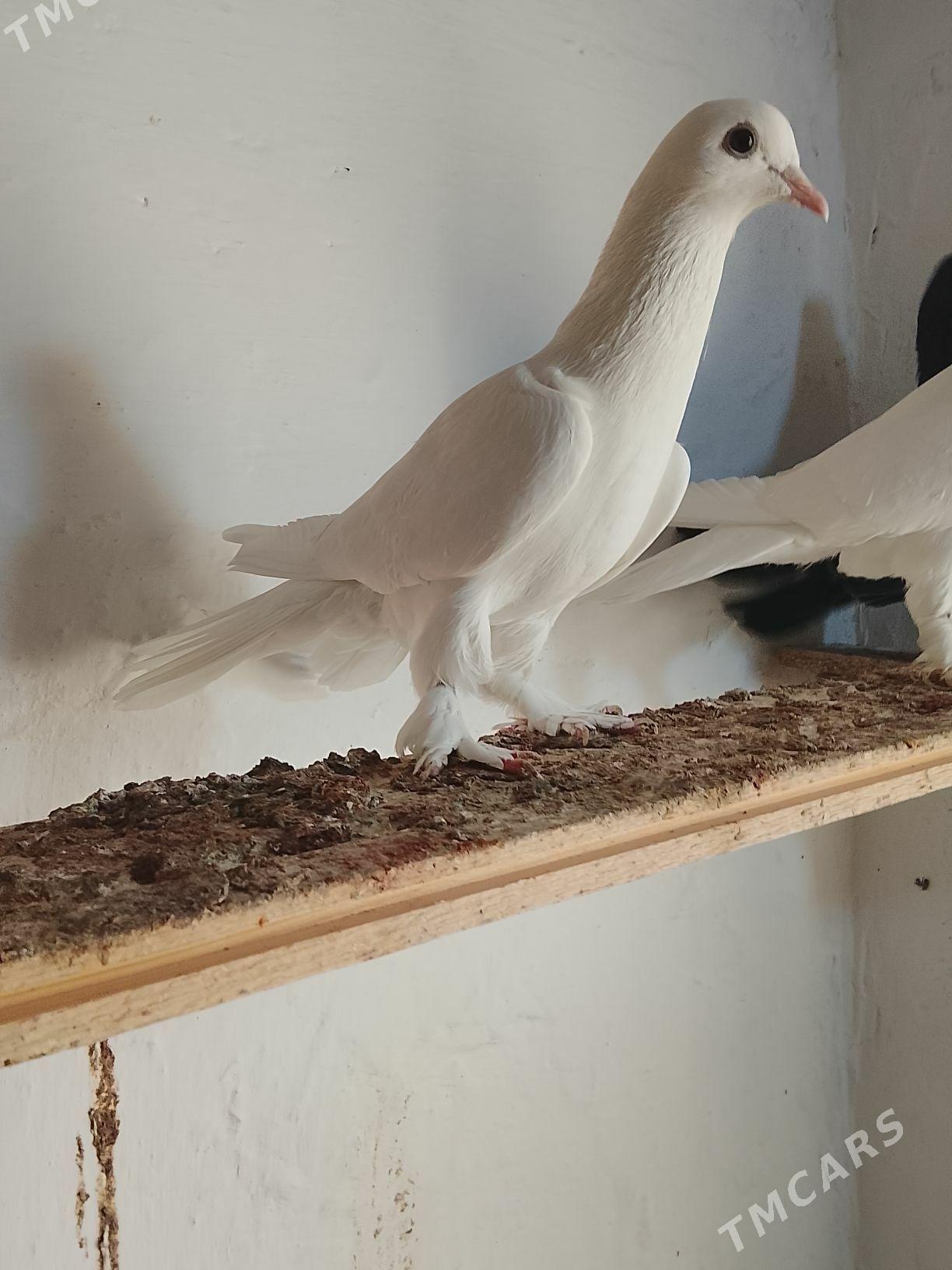 Kepderi - Mary - img 7