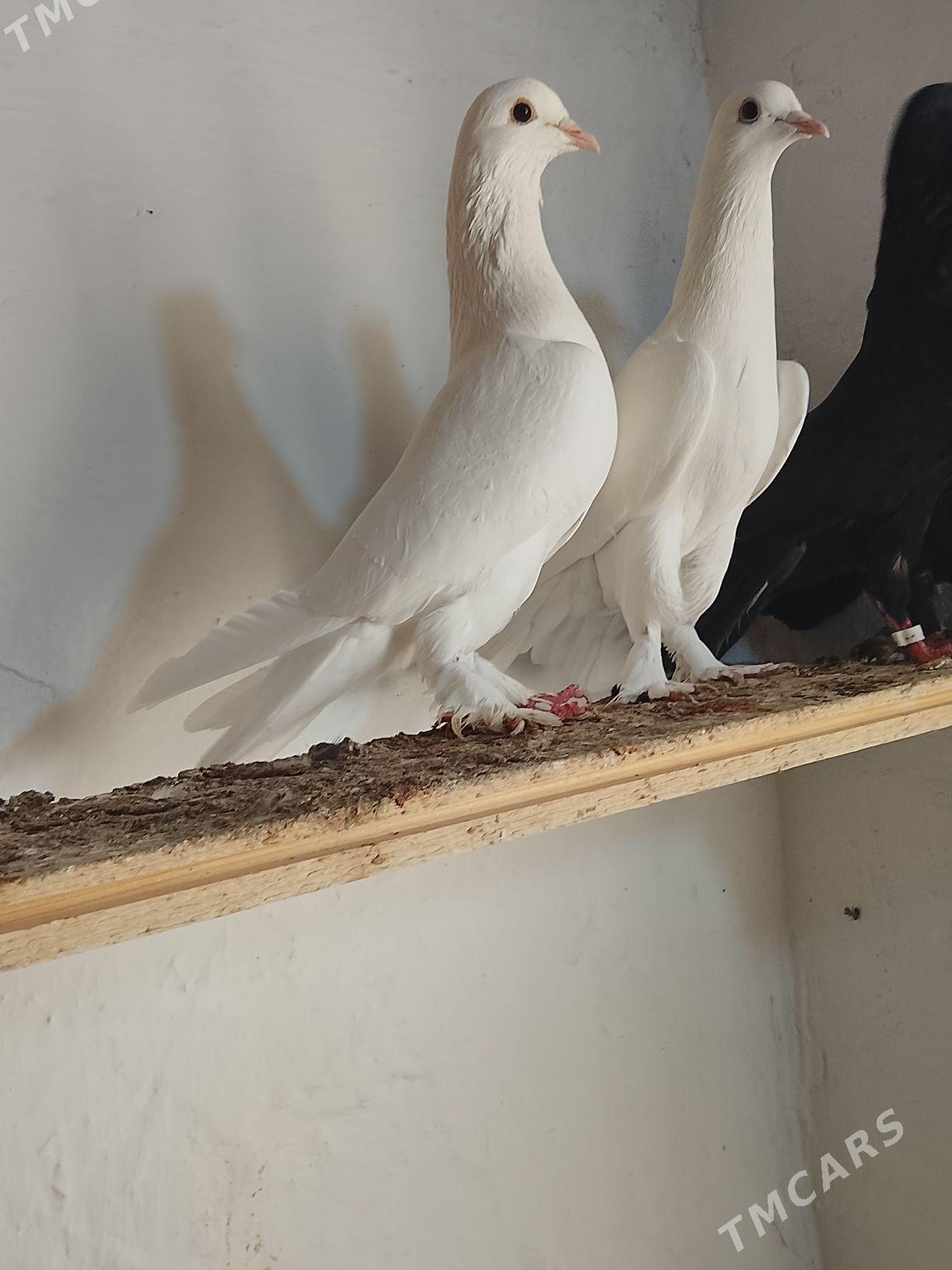 Kepderi - Mary - img 4