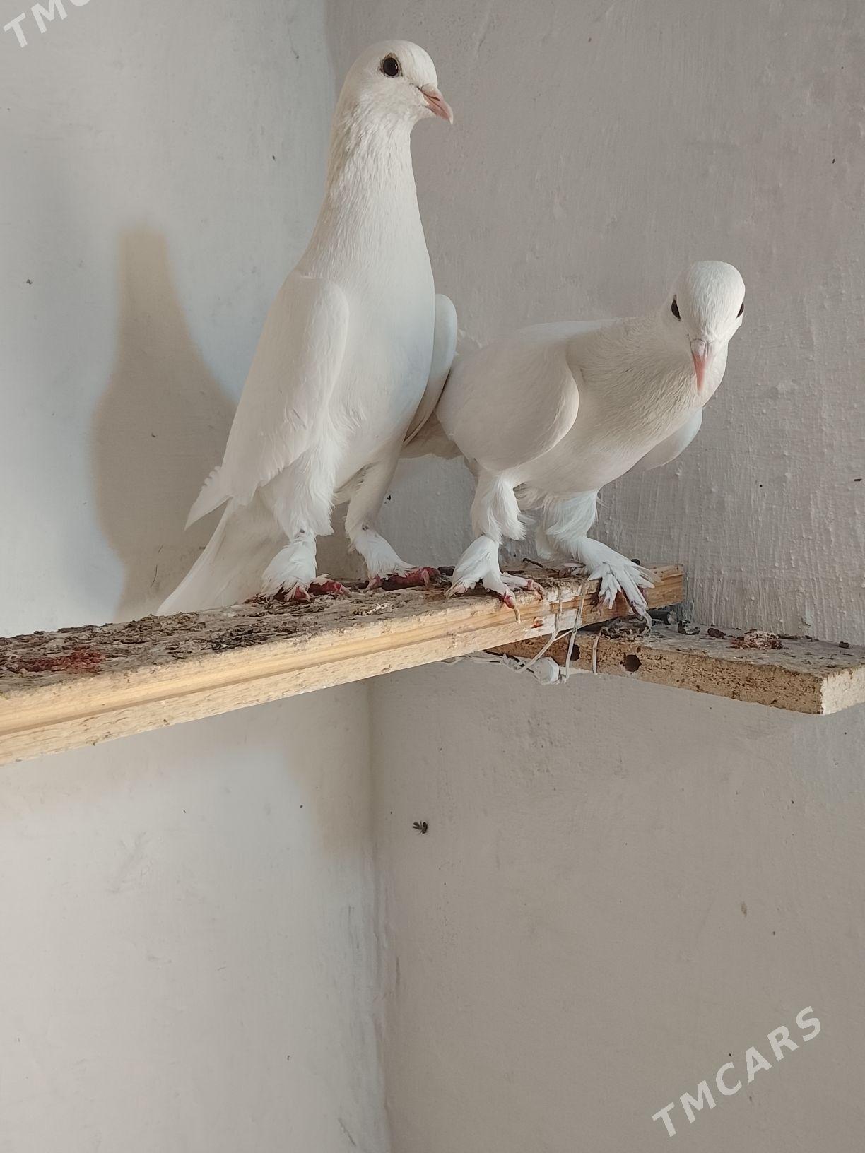 Kepderi - Mary - img 2