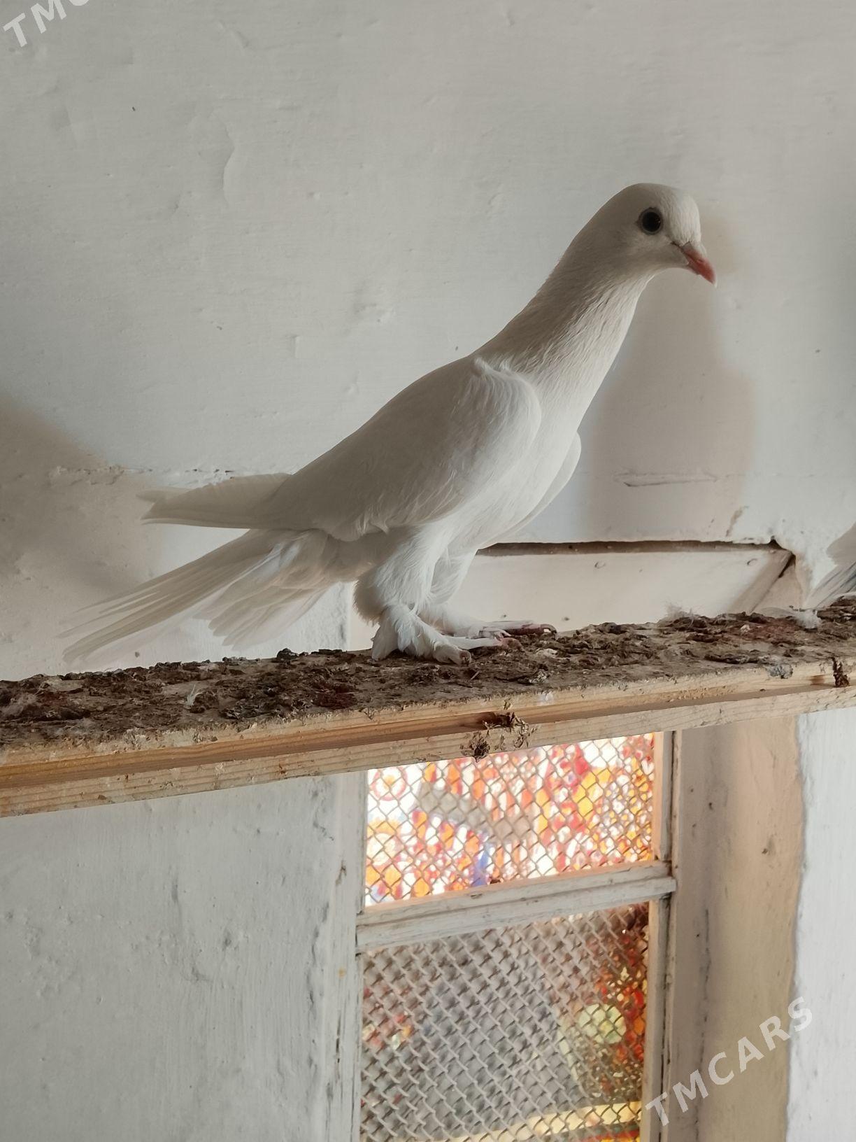 Kepderi - Mary - img 9