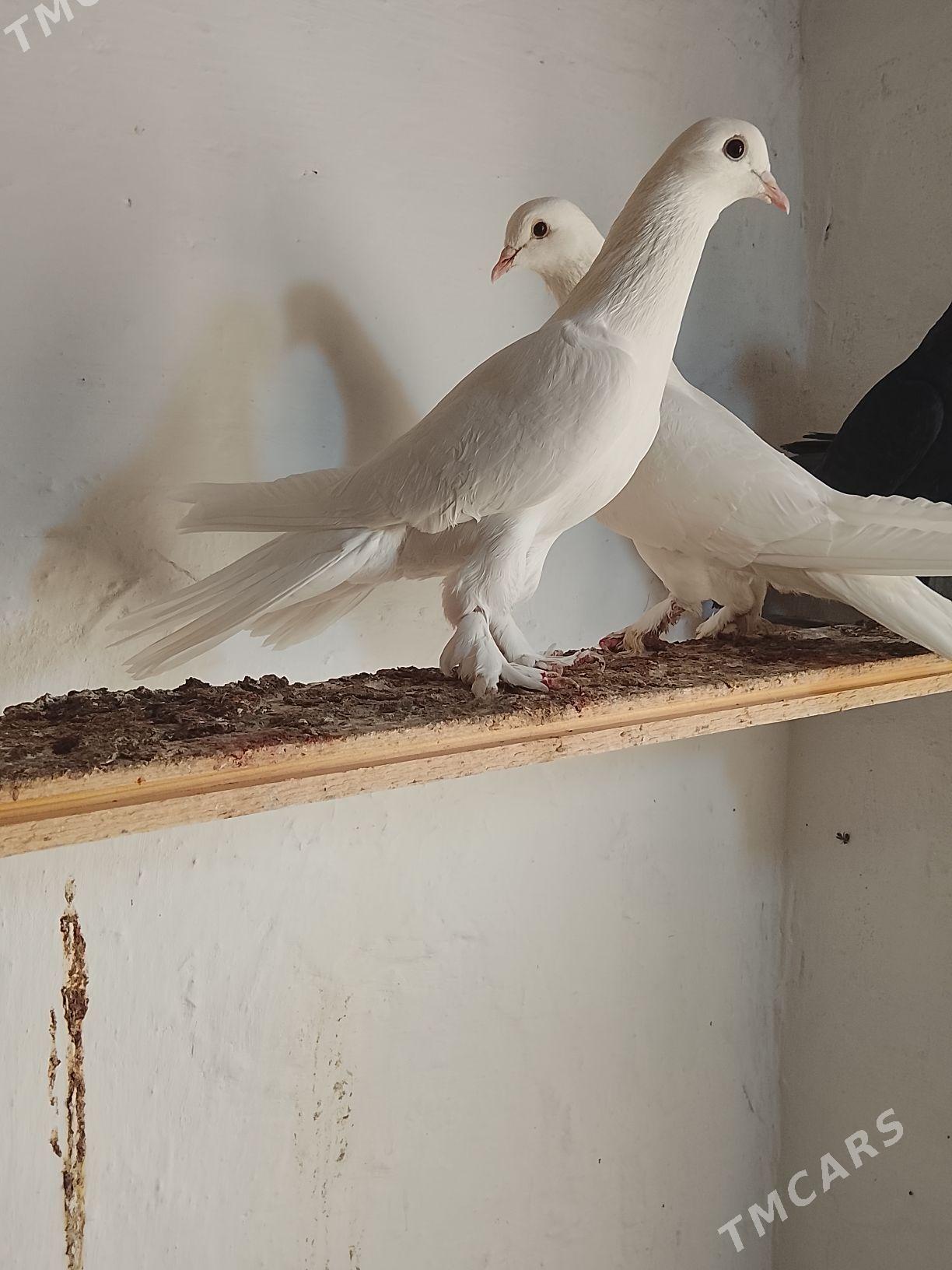 Kepderi - Mary - img 6