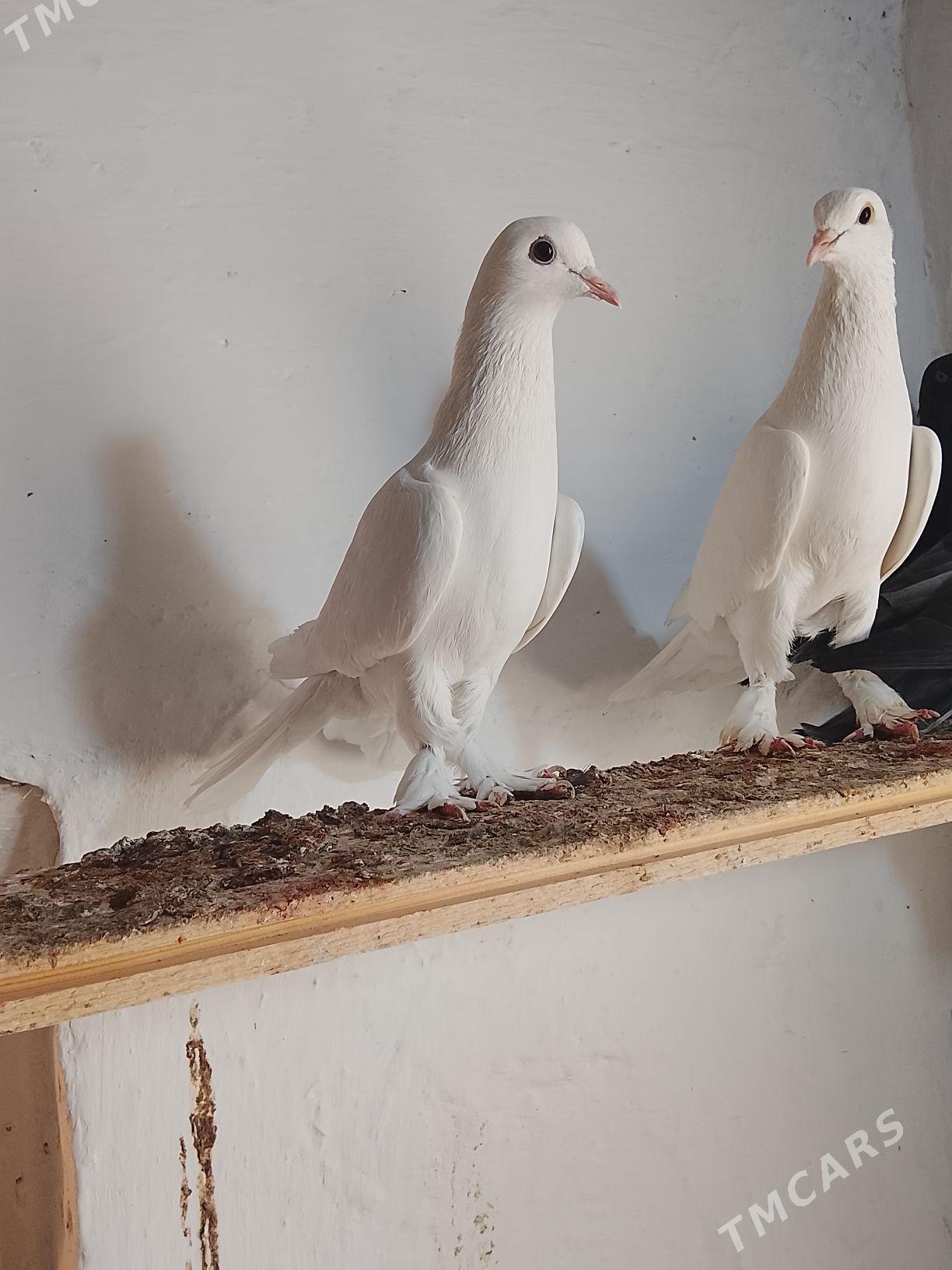 Kepderi - Mary - img 8