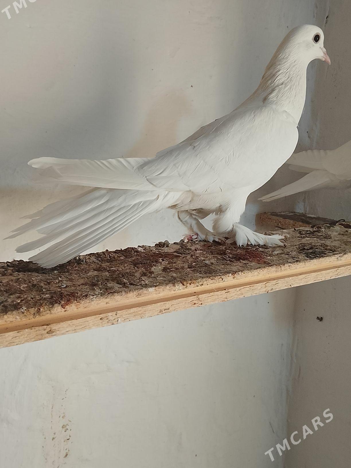 Kepderi - Mary - img 1