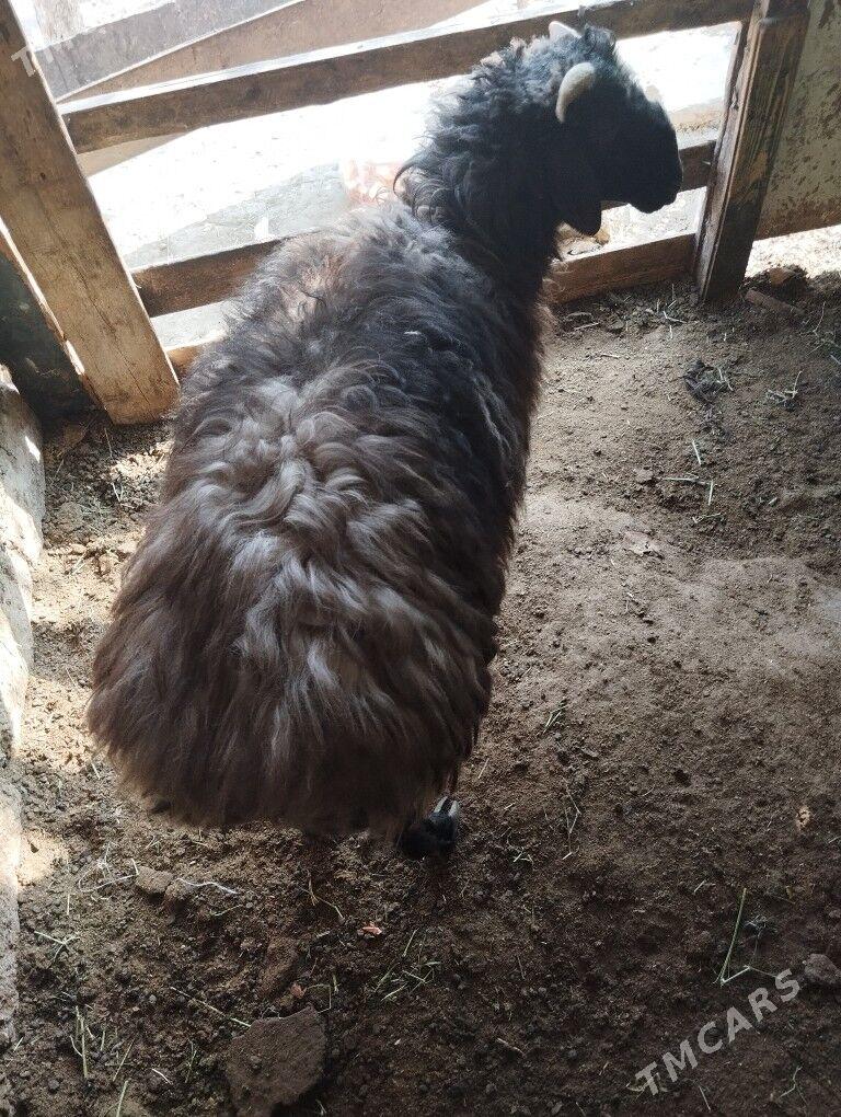 goc - Ашхабад - img 1