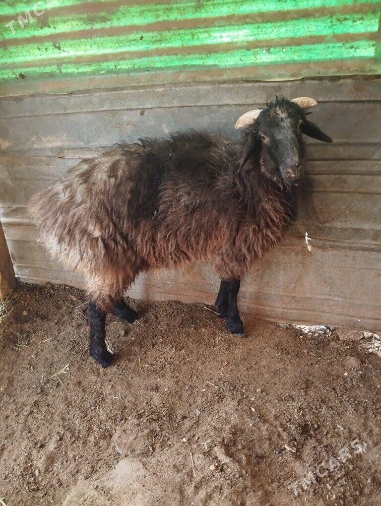 goc - Ашхабад - img 2