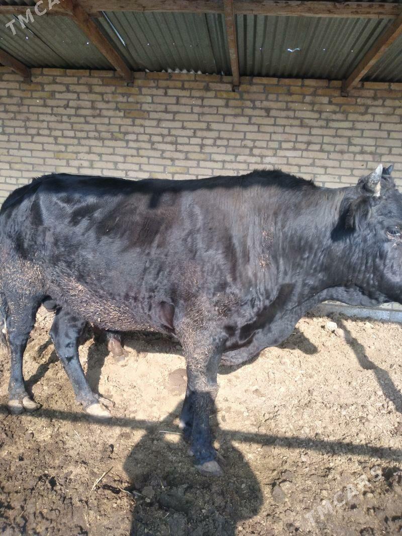 Окуз - Çärjew - img 1