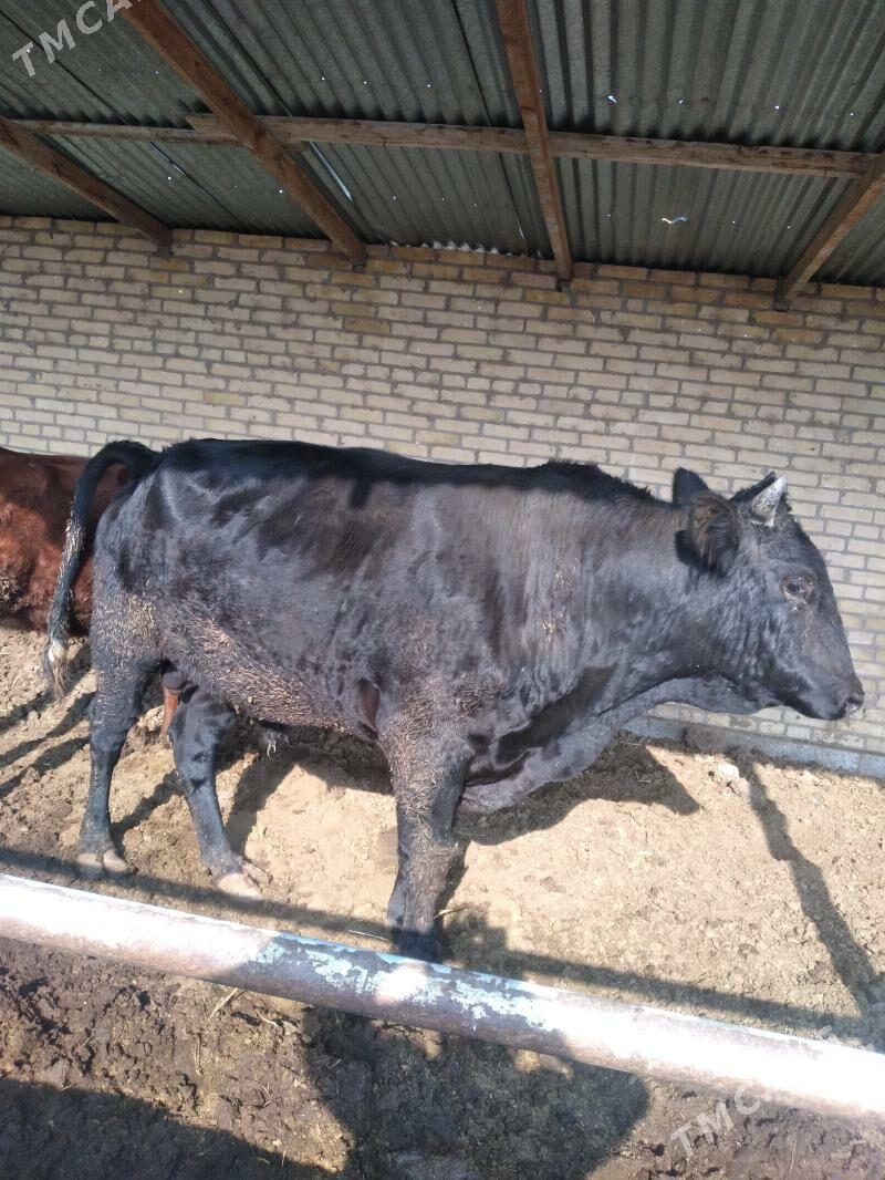 Окуз - Çärjew - img 4