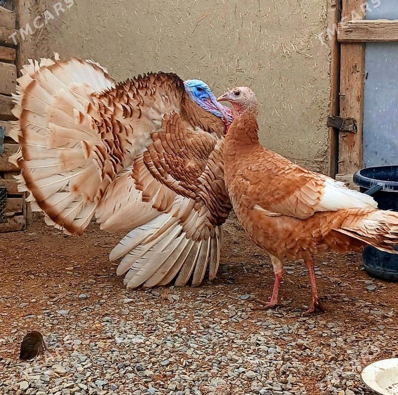 induk owgan - Bäherden - img 3