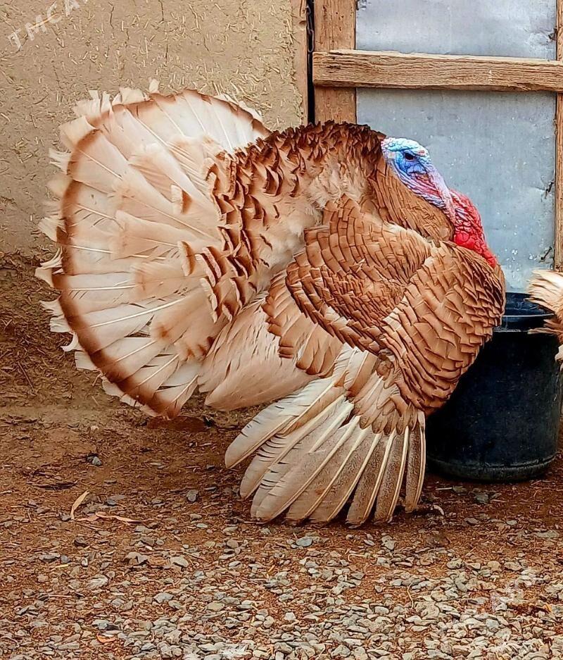 induk owgan - Bäherden - img 2