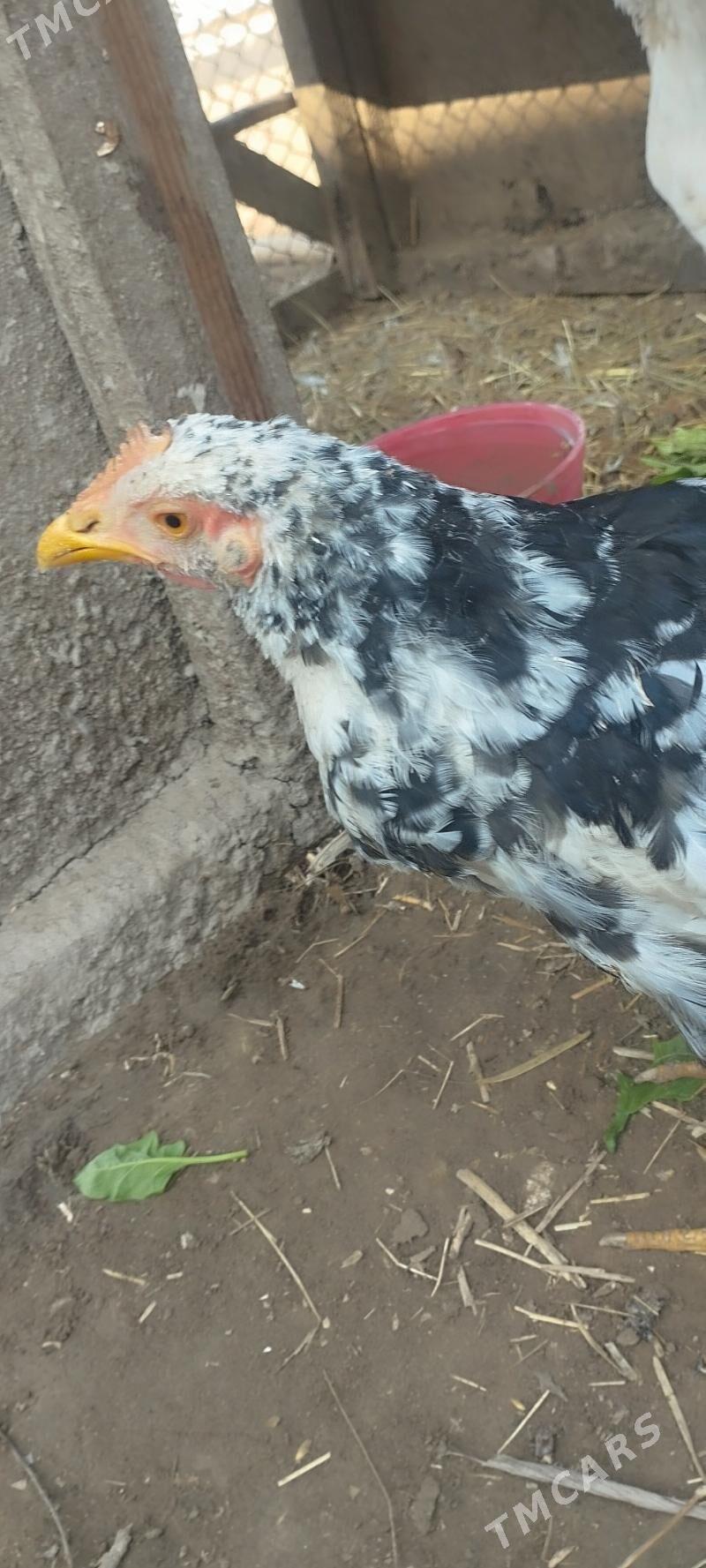 ýaponçik towuk i horaz - Чарджоу - img 2