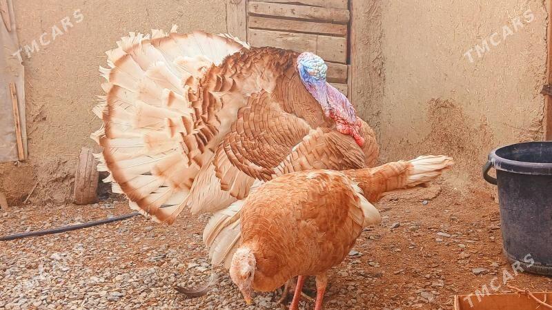 induk owgan - Bäherden - img 5