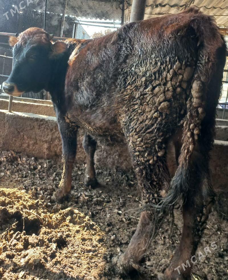 tuwe - Яшлык - img 1