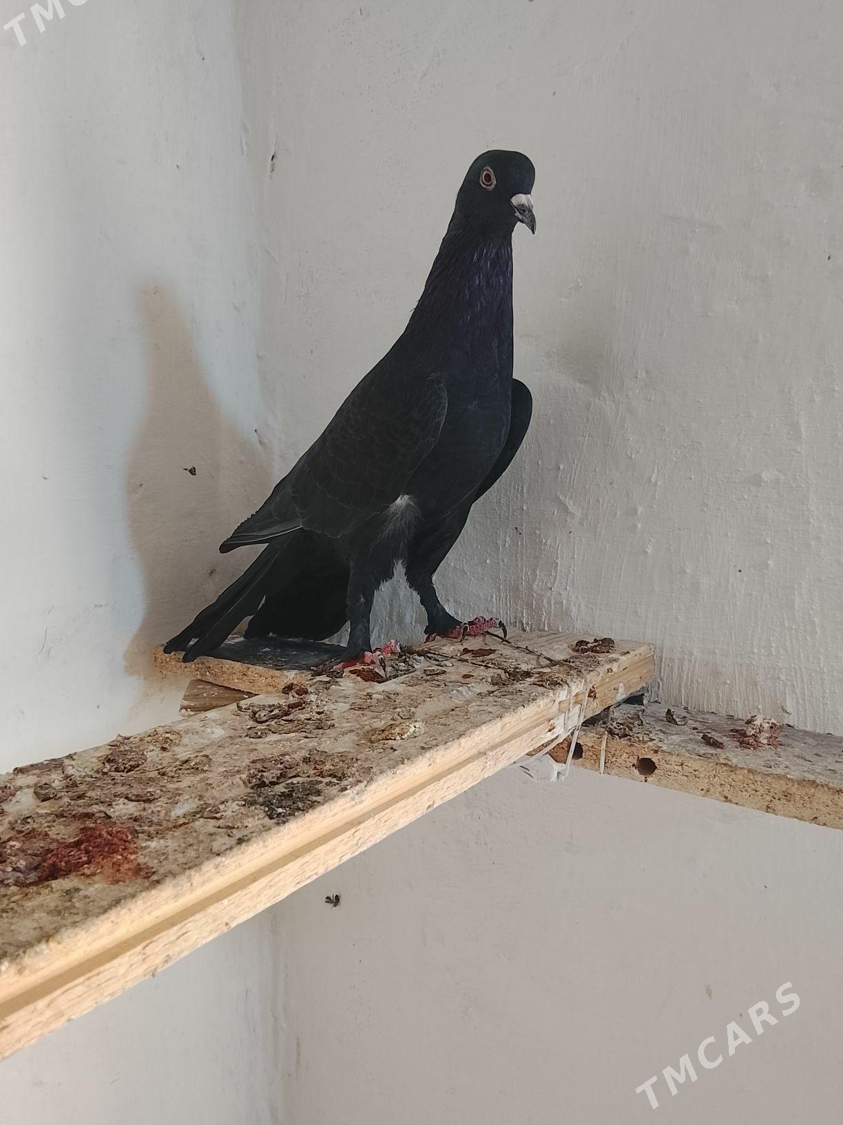 Kepderi. - Мары - img 2