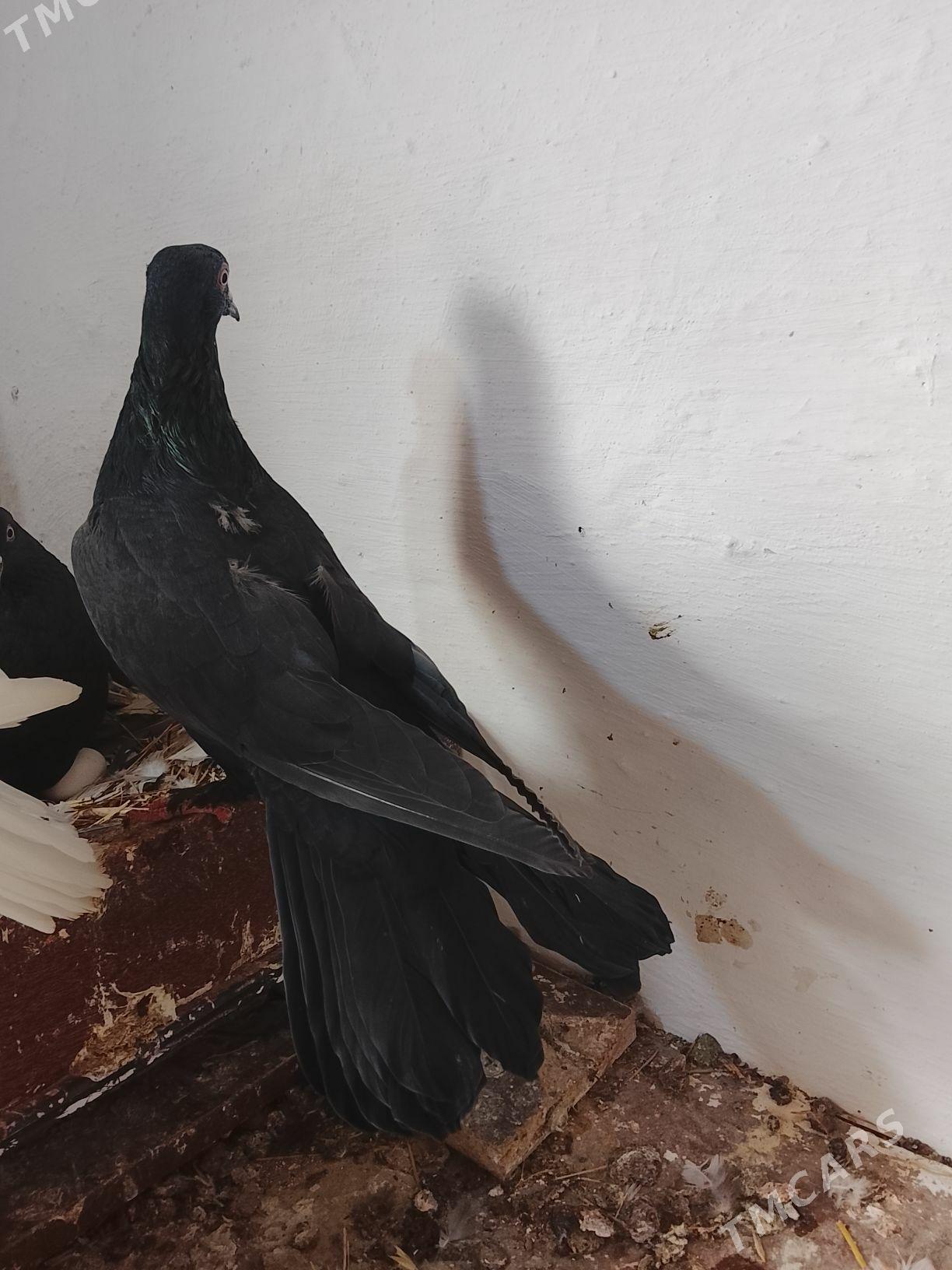 Kepderi. - Мары - img 3