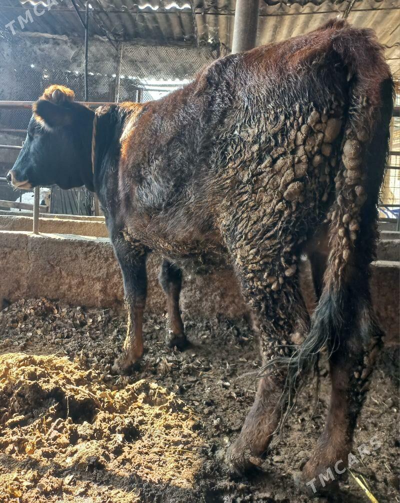 tuwe - Яшлык - img 2