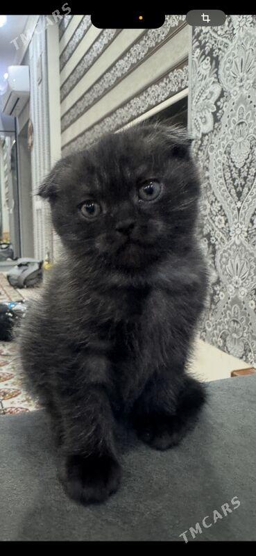 котенок вислоухий - Туркменабат - img 2