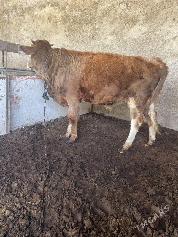 swes öküz - Aşgabat - img 3