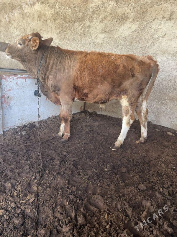 swes öküz - Aşgabat - img 2