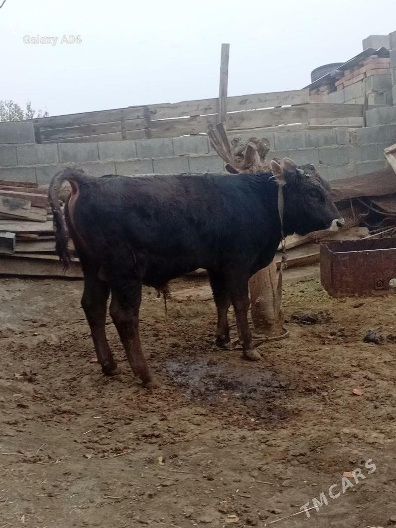 şiwes öküz - Bäherden - img 1