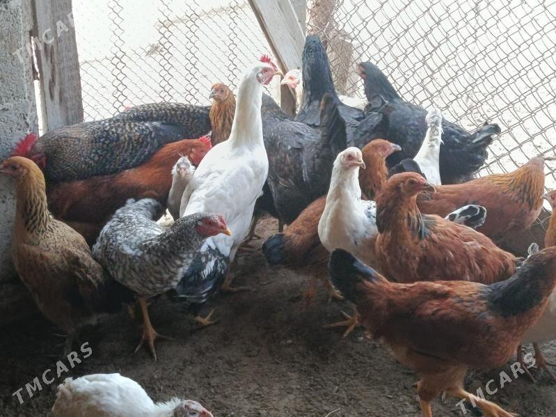 Птицы - Хазар - img 2