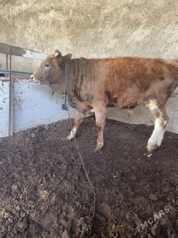 swes öküz - Aşgabat - img 4