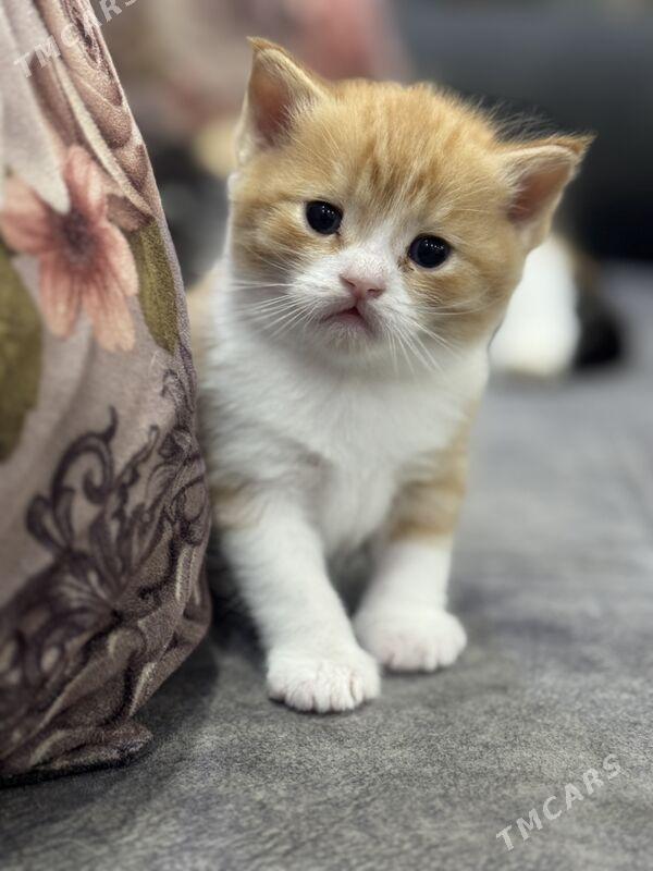 прямо ушка котенок - Туркменабат - img 3