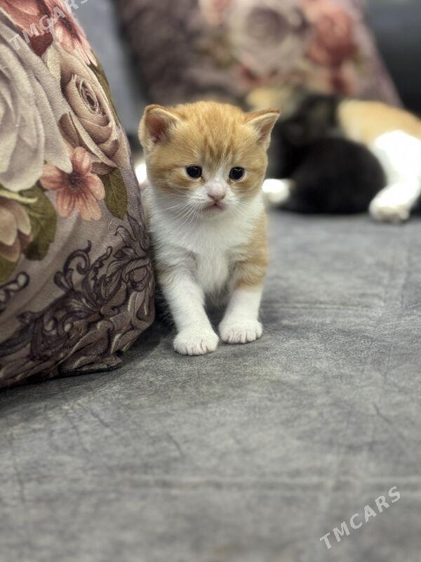 прямо ушка котенок - Туркменабат - img 2