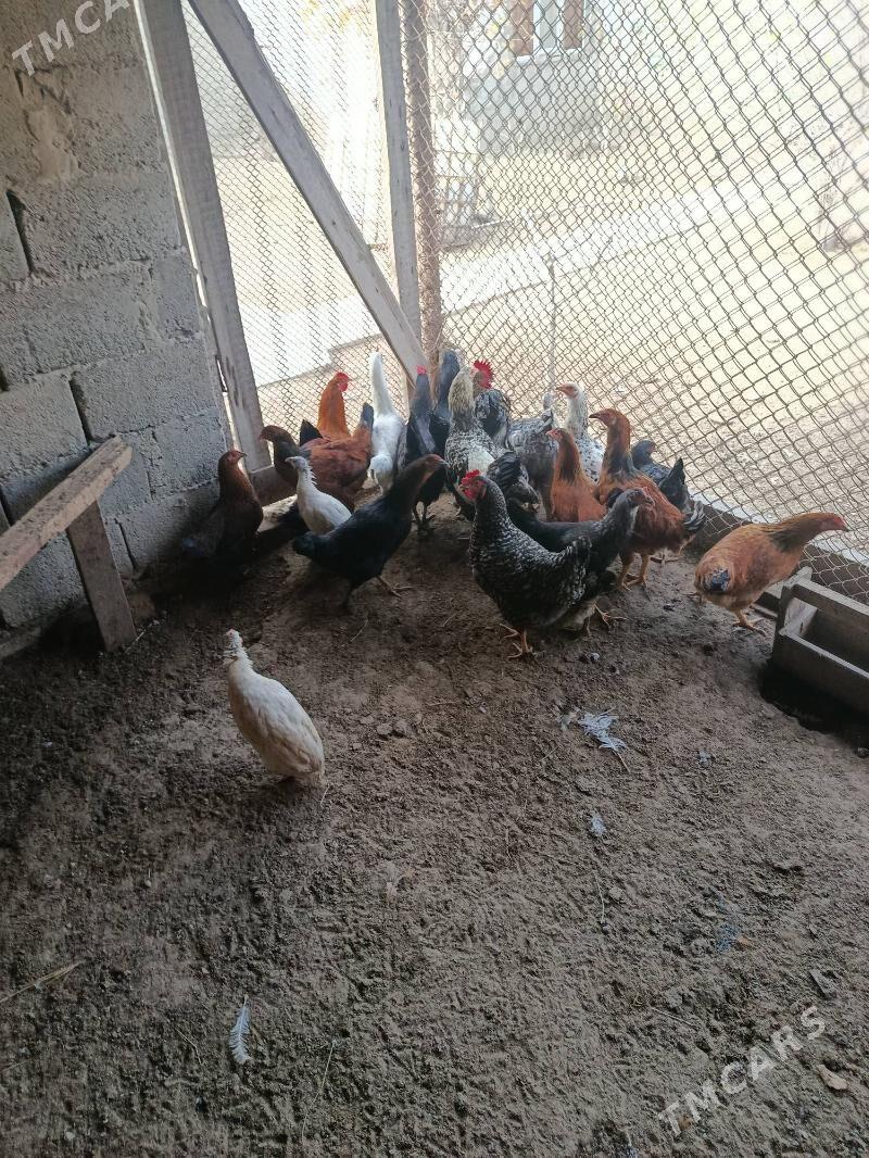 Птицы - Хазар - img 4