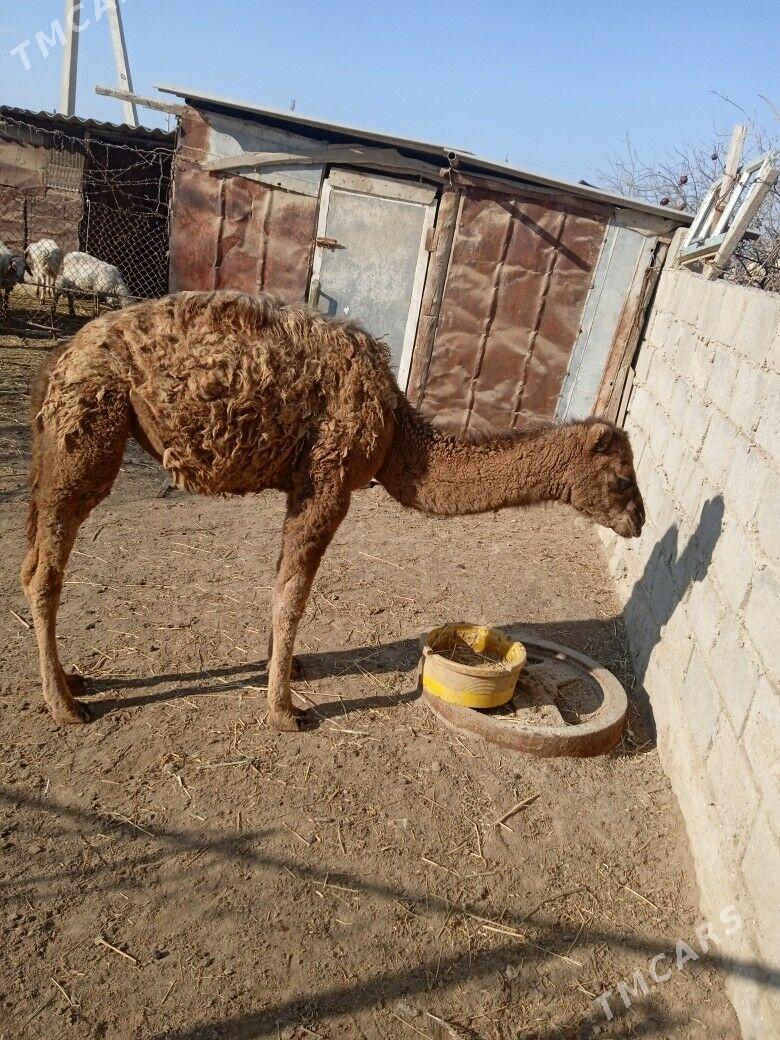 Duye - Эсенгулы - img 5