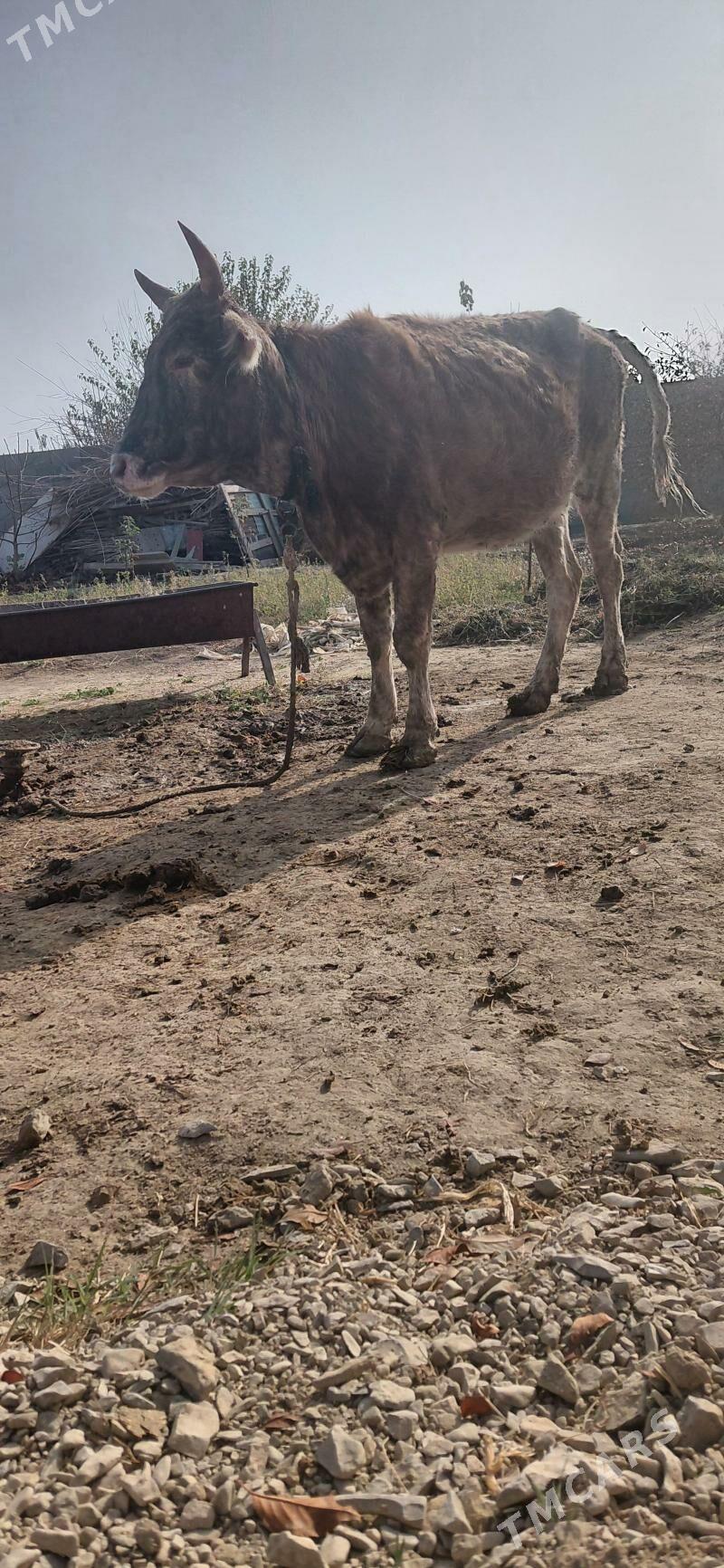 Dalgyr gysyr sygyr - Бахарден - img 3