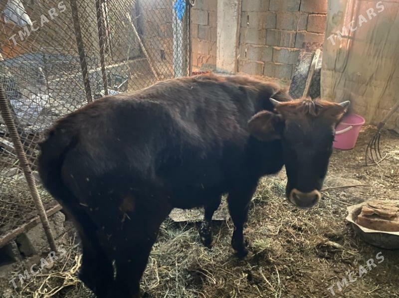 tuwe - Багир - img 4