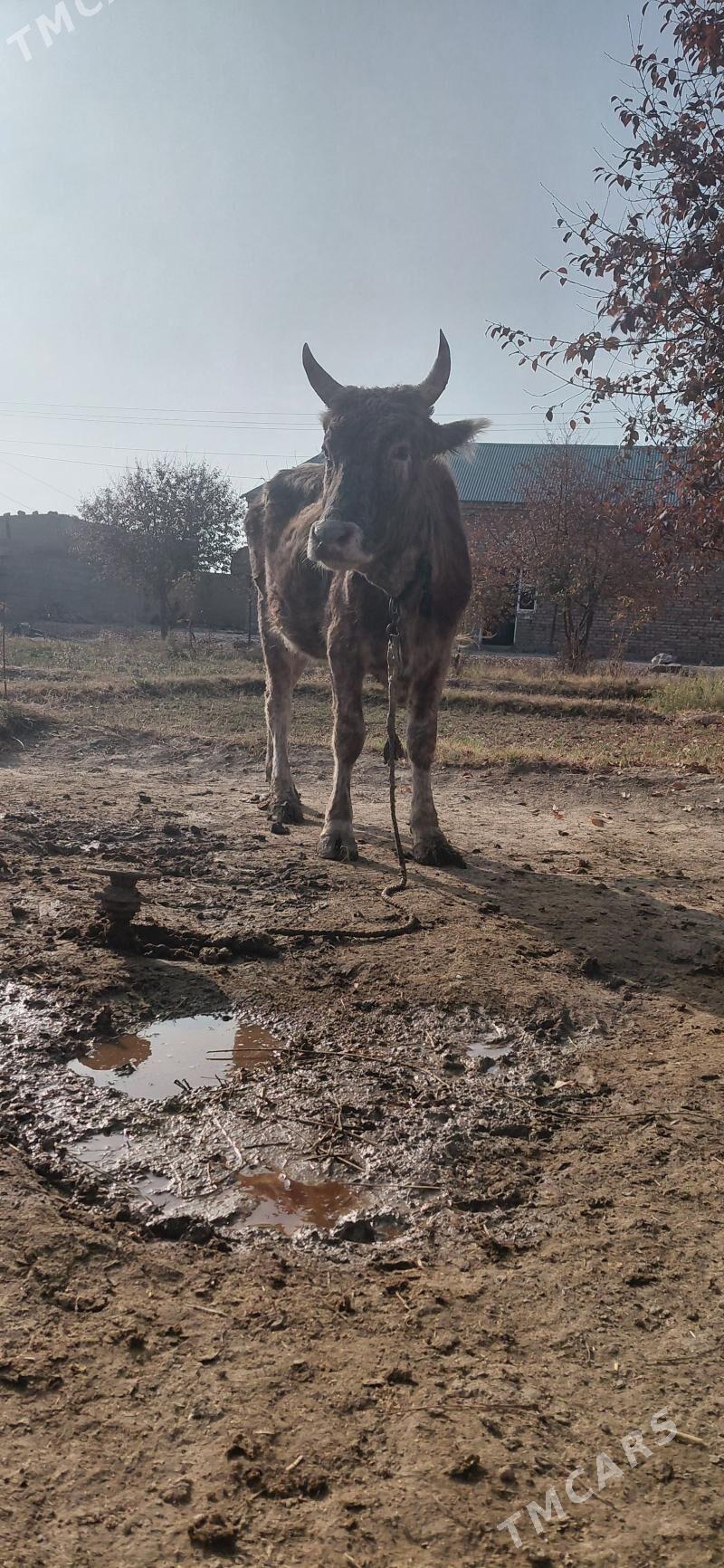 Dalgyr gysyr sygyr - Бахарден - img 4