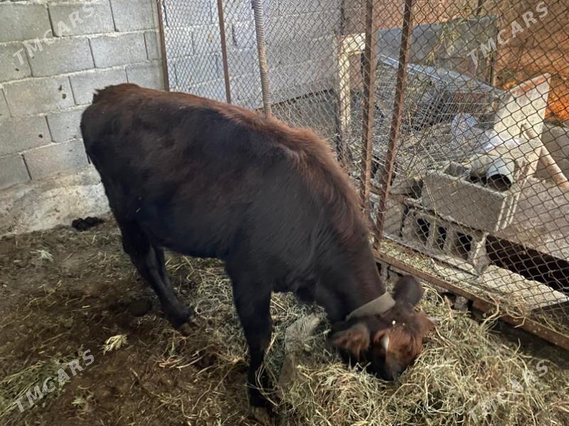 tuwe - Багир - img 1