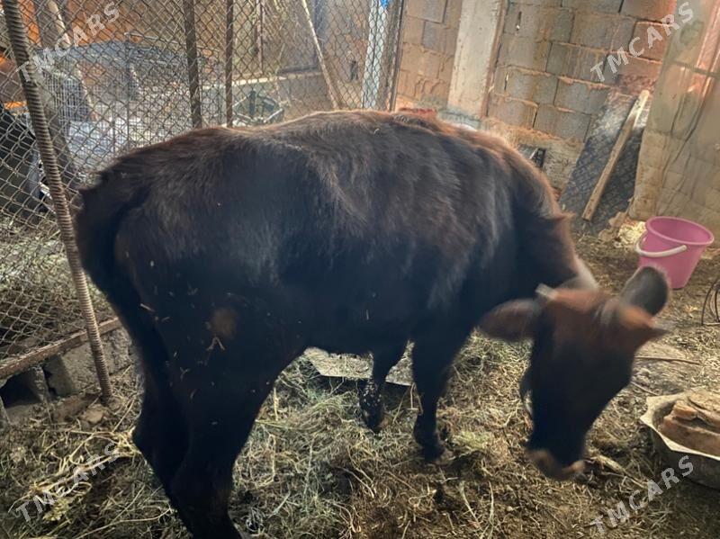 tuwe - Багир - img 2