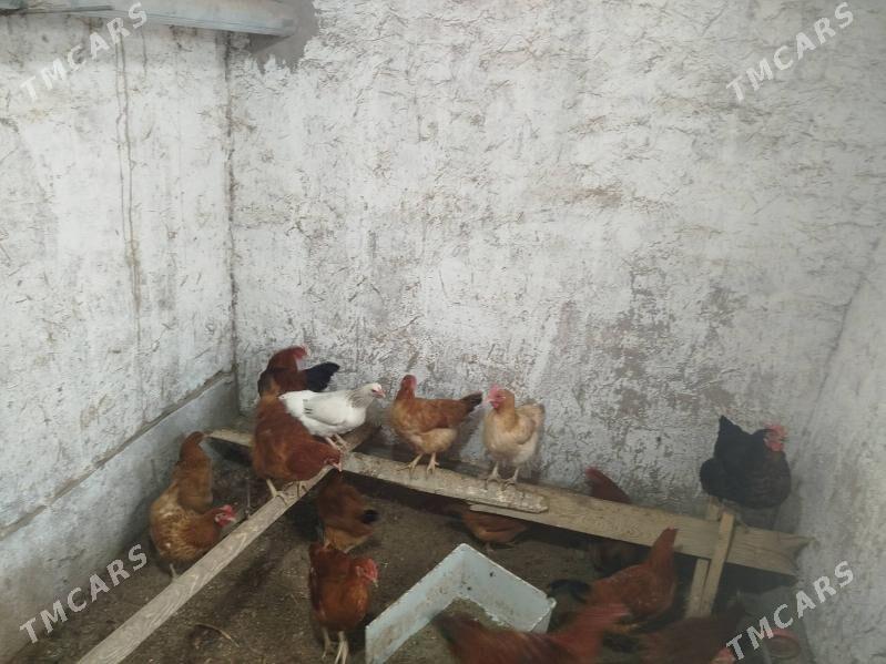 towuklar 8 ay dolgan - Дашогуз - img 2