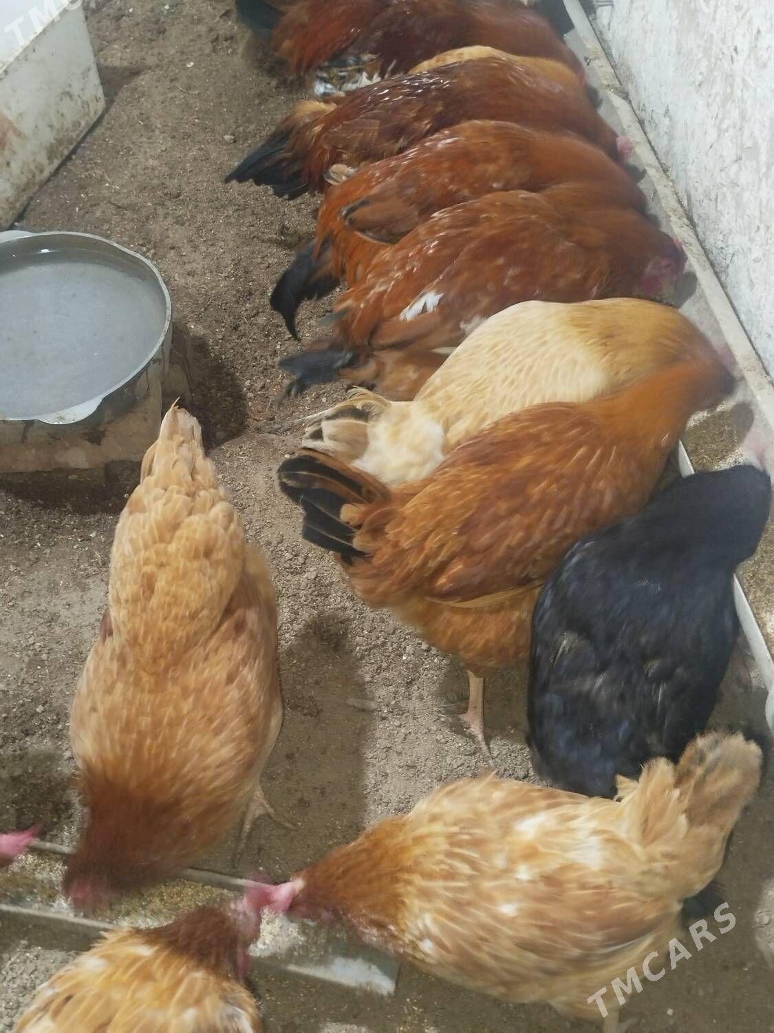 towuklar 8 ay dolgan - Дашогуз - img 1